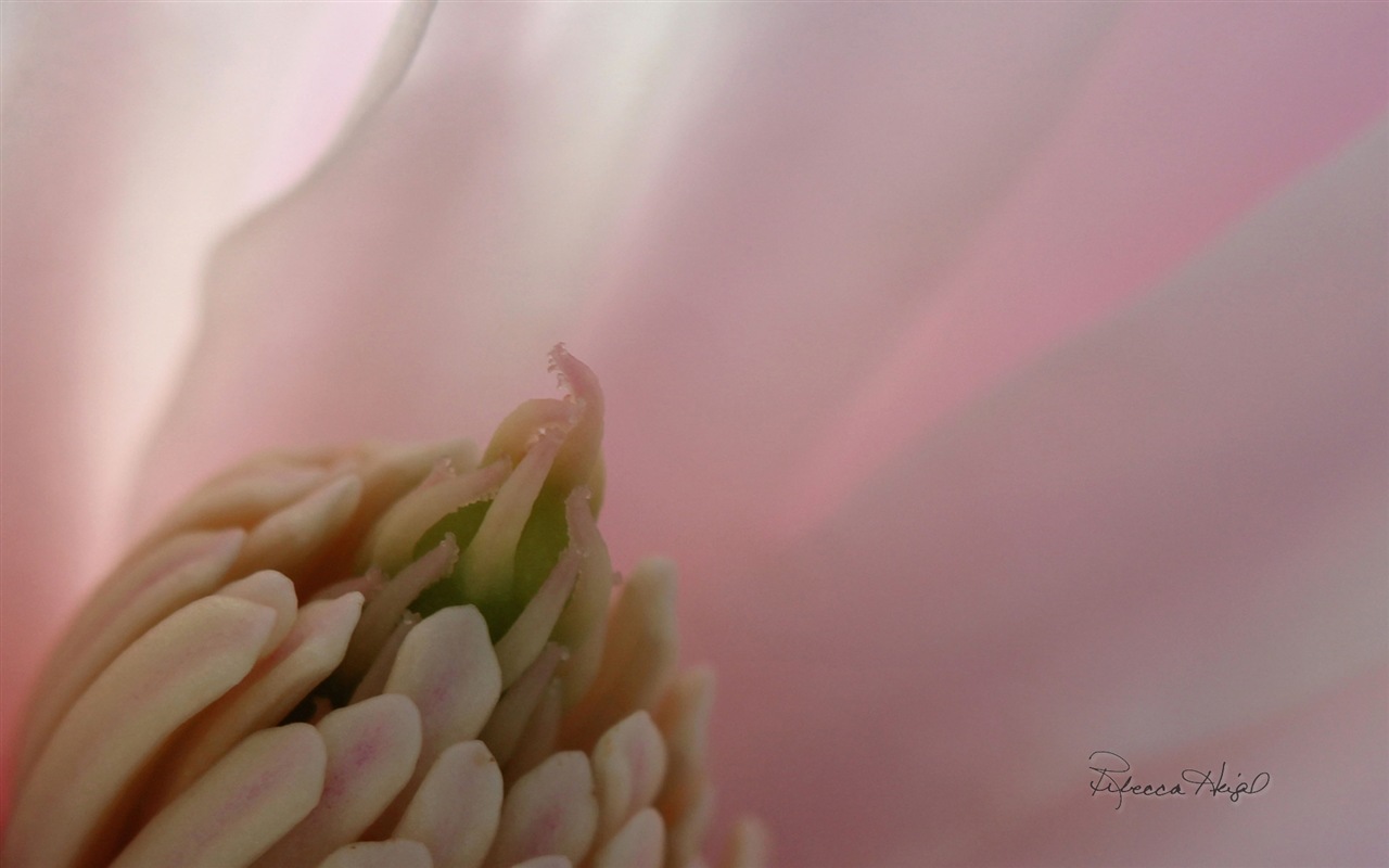 봄 꽃의 꽃, 윈도우 8 테마 배경 화면 #11 - 1280x800