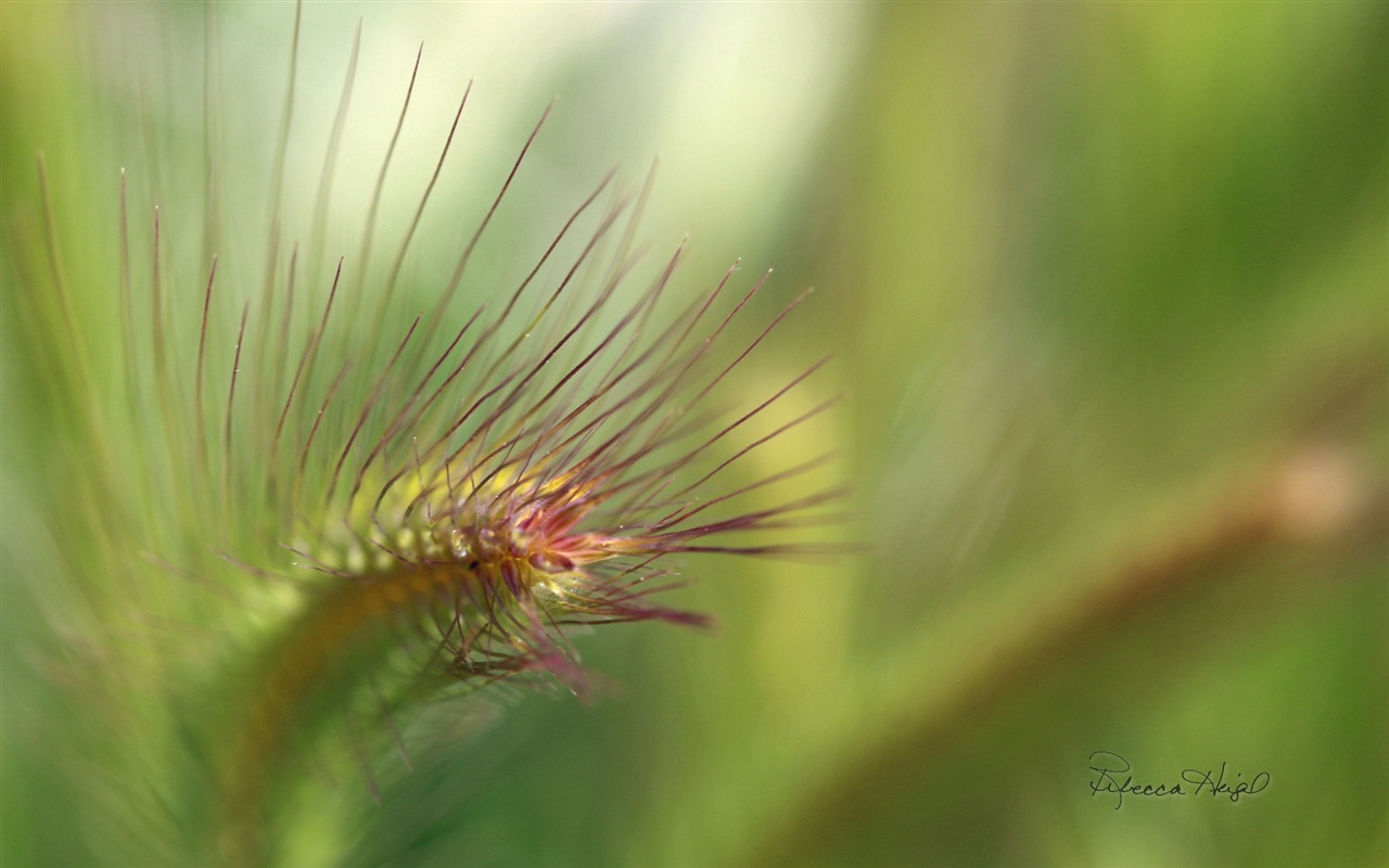 春暖花開，Windows 8 主題壁紙 #12 - 1280x800