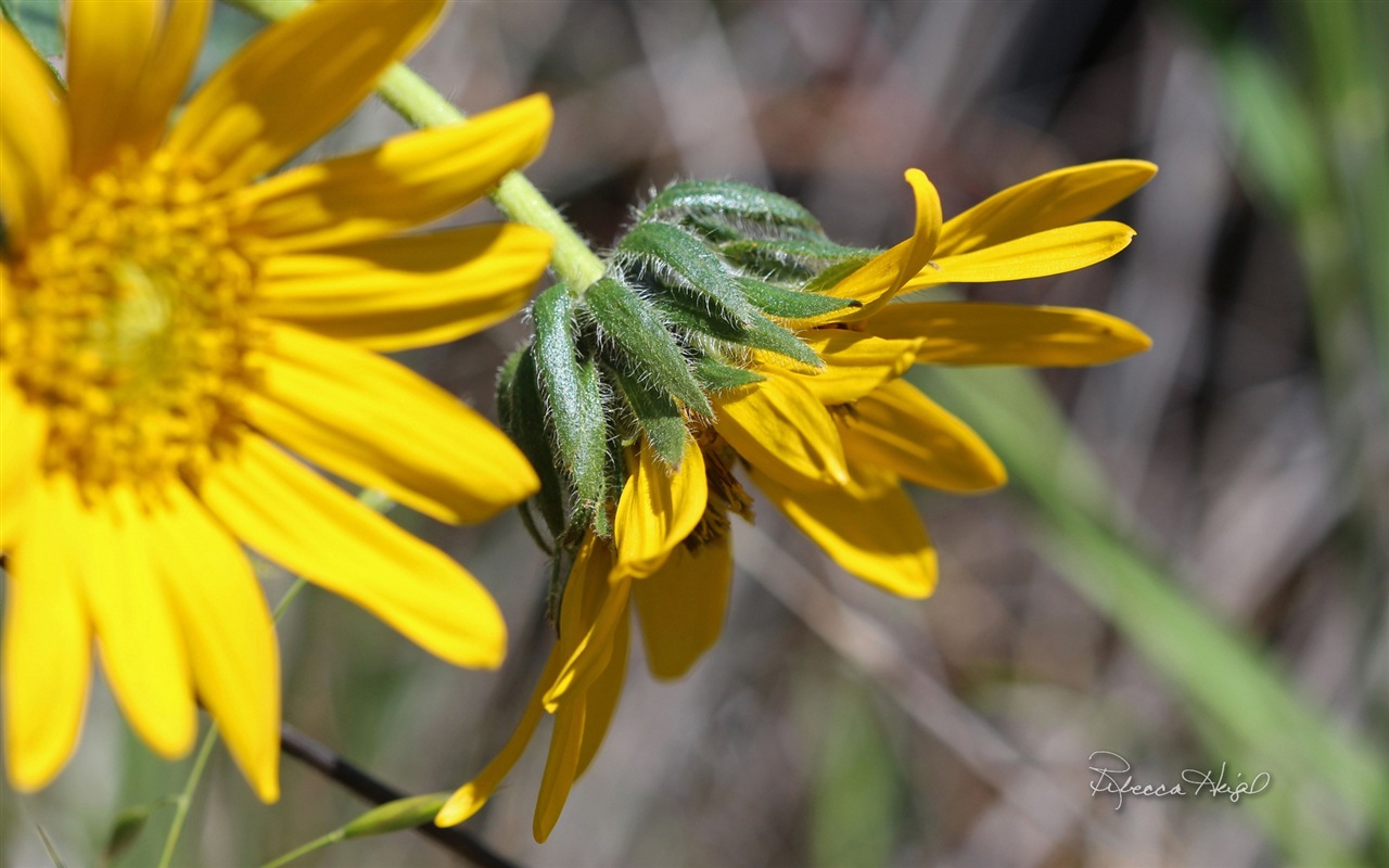 Spring flowers bloom, Windows 8 theme wallpaper #17 - 1280x800