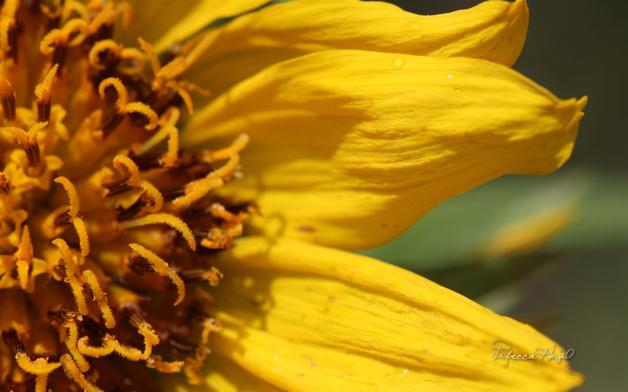 Spring flowers bloom, Windows 8 theme wallpaper #18 - 1280x800