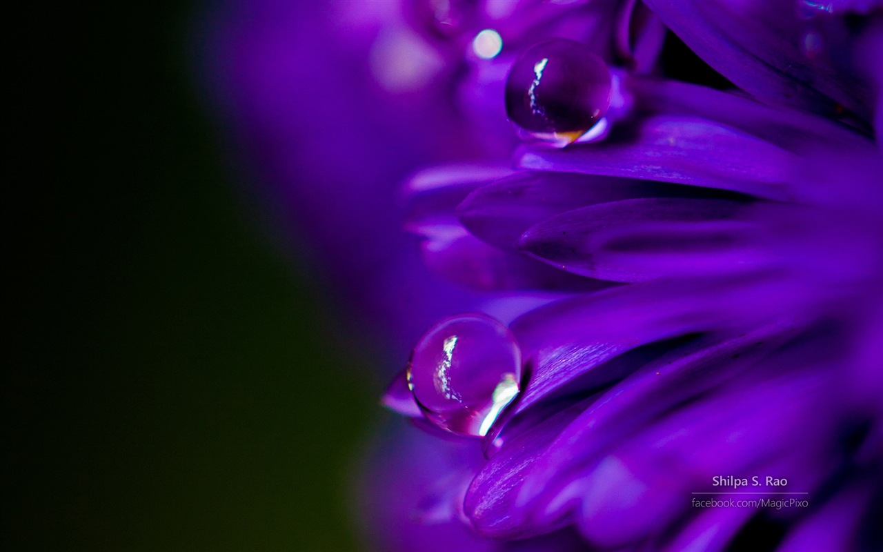 Fleurs avec la rosée close-up, Windows 8 fonds d'écran HD #3 - 1280x800