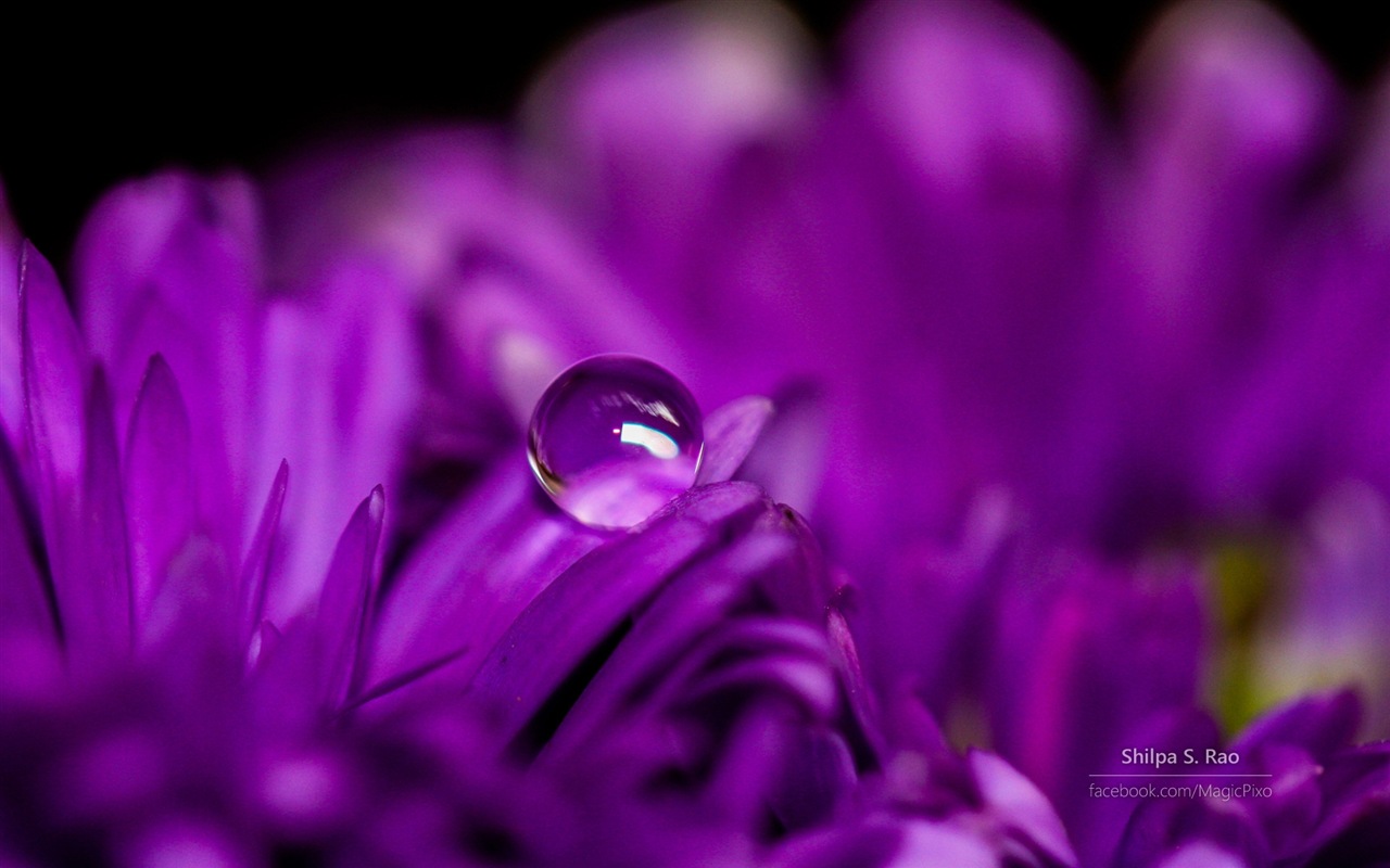 Las flores con rocío primer plano, Windows 8 fondos de pantalla de alta definición #4 - 1280x800