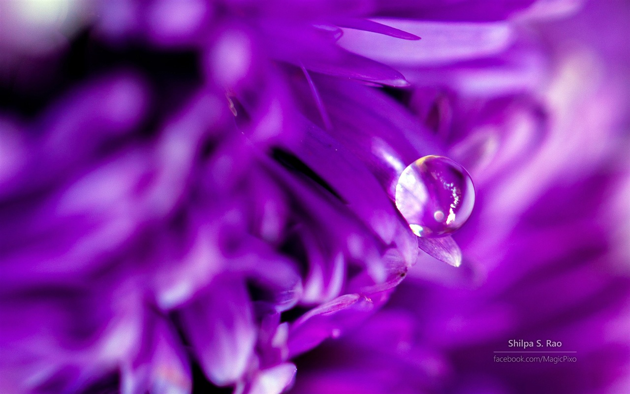 Las flores con rocío primer plano, Windows 8 fondos de pantalla de alta definición #5 - 1280x800