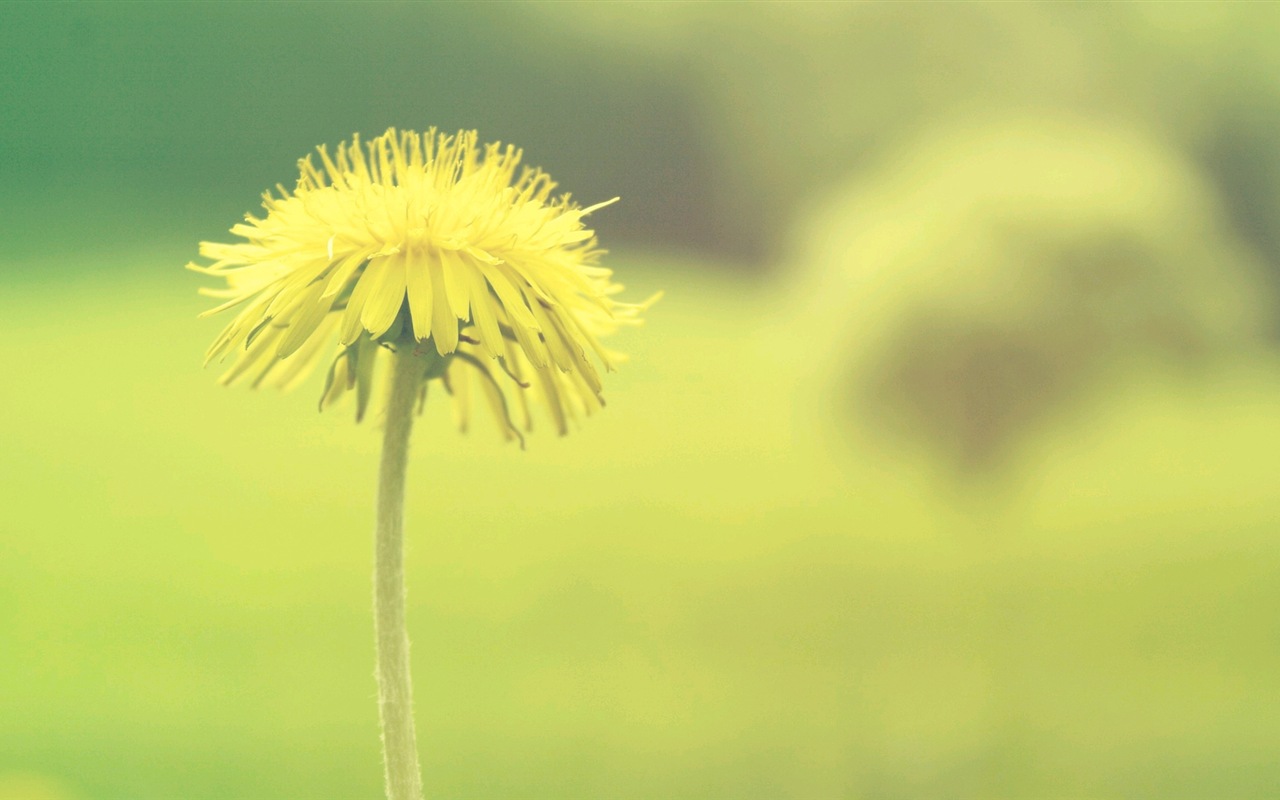 唯美植物特寫，蒲公英 高清壁紙 #2 - 1280x800