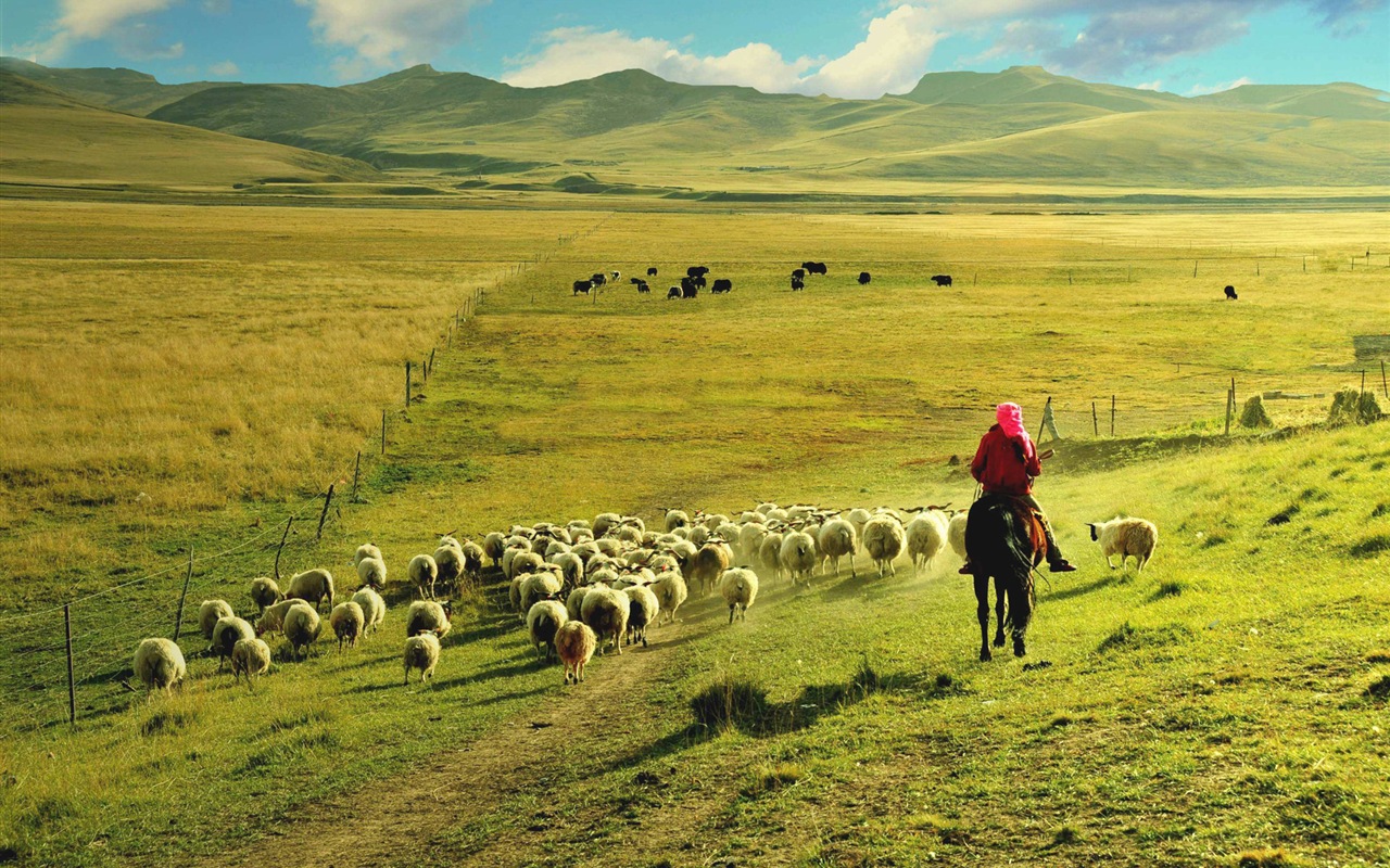 Qinghai Plateau krásné scenérie tapety #7 - 1280x800
