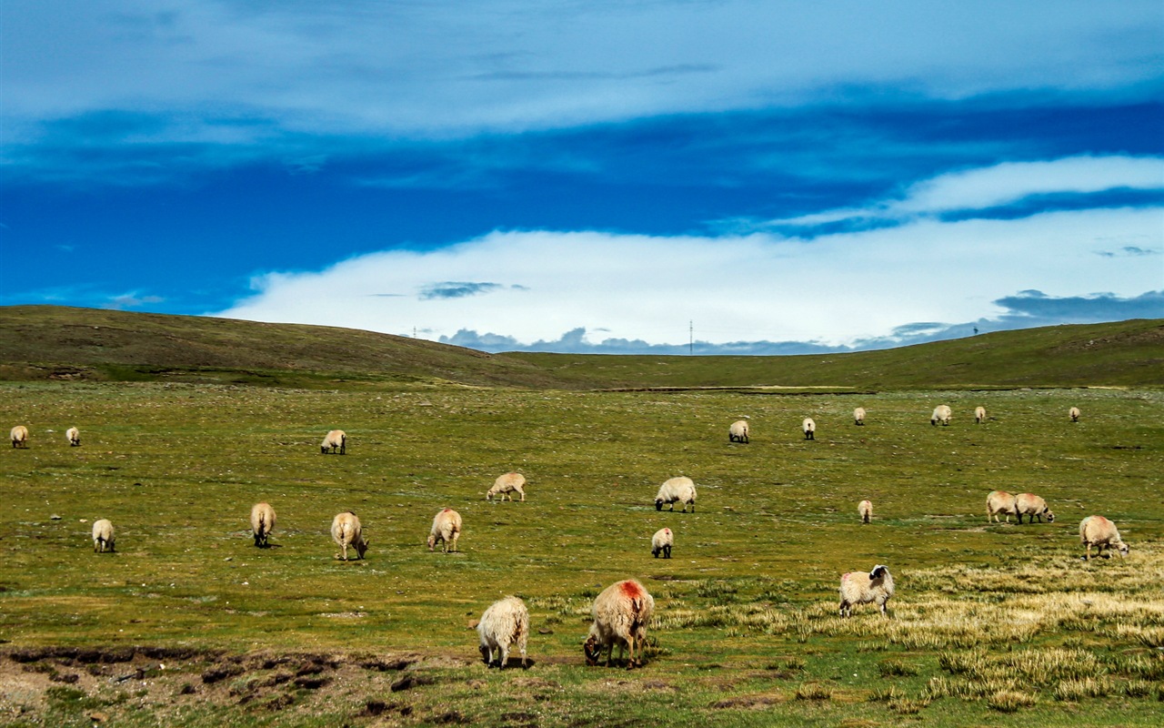 Qinghai Plateau krásné scenérie tapety #17 - 1280x800