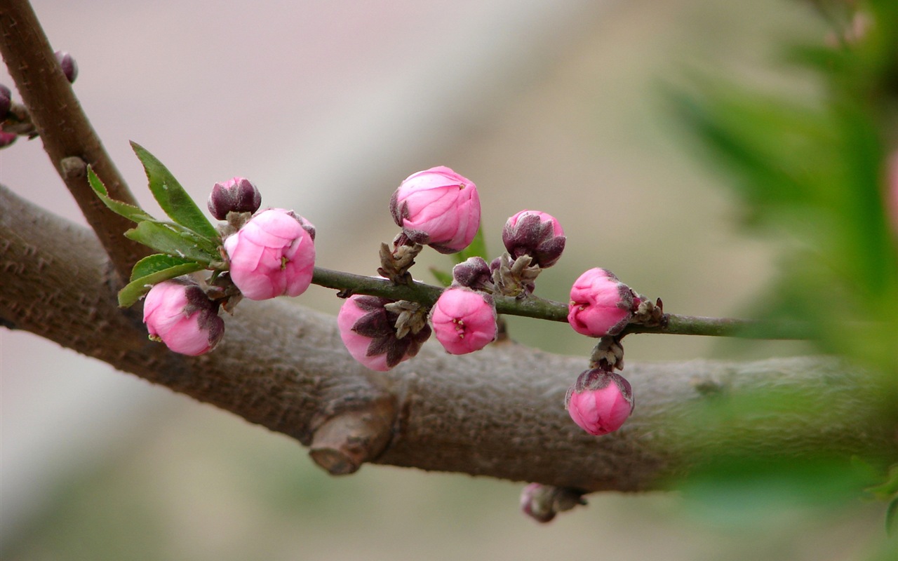 Pink peach flowers HD wallpaper #4 - 1280x800