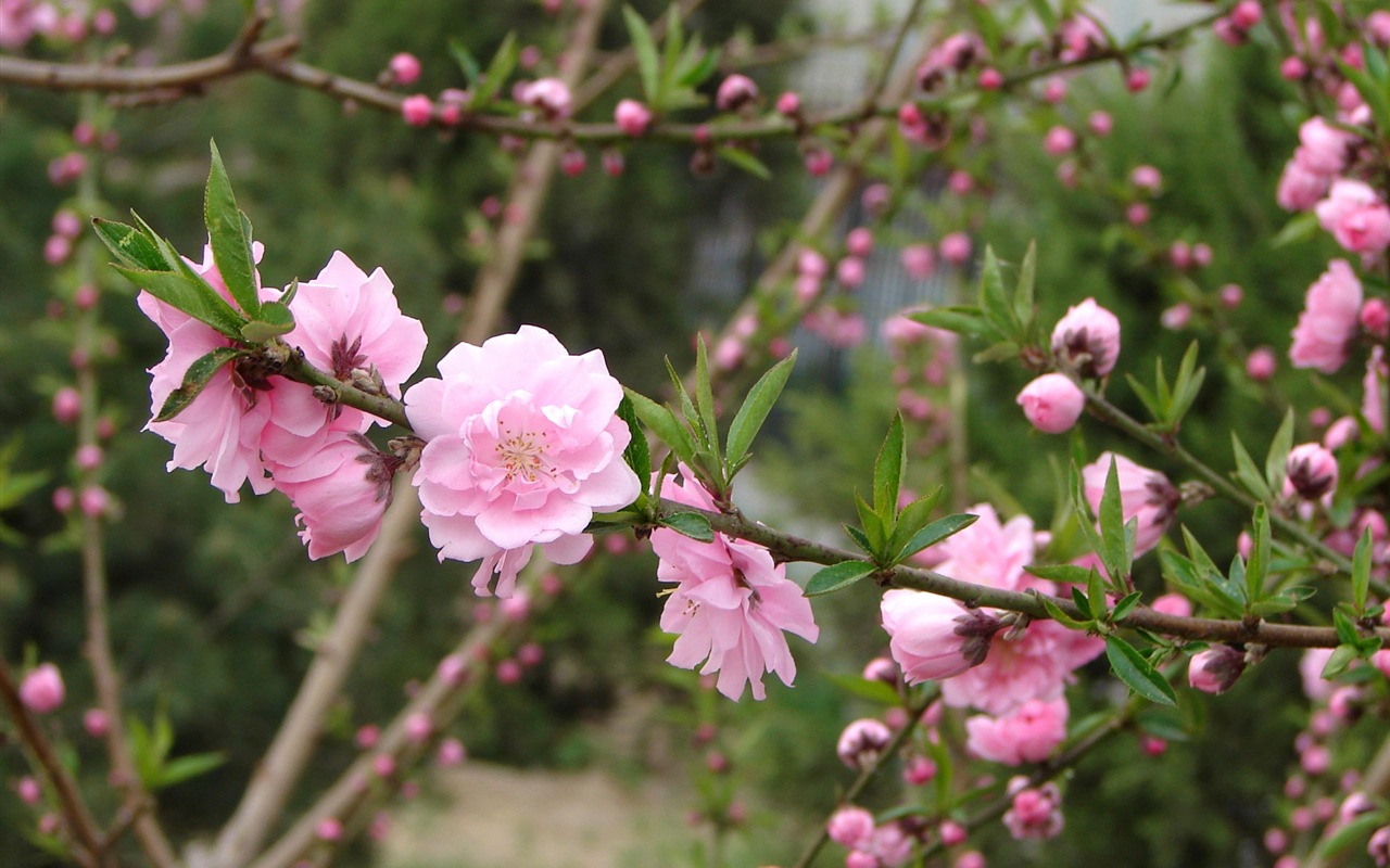 Pink peach flowers HD wallpaper #6 - 1280x800