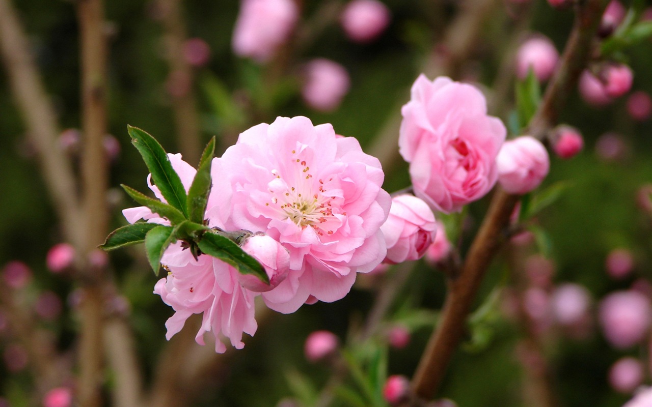 Pink peach flowers HD wallpaper #7 - 1280x800