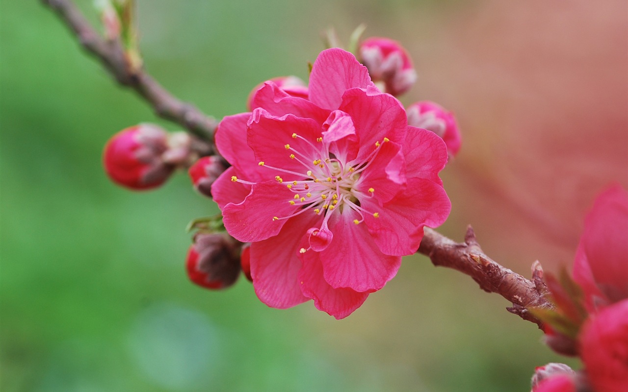 핑크 복숭아 꽃의 HD 벽지 #10 - 1280x800