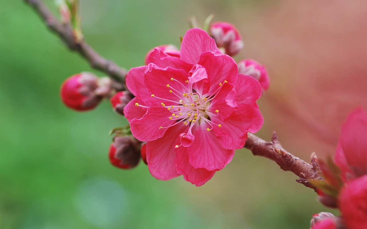 Pink peach flowers HD wallpaper #10 - 1280x800