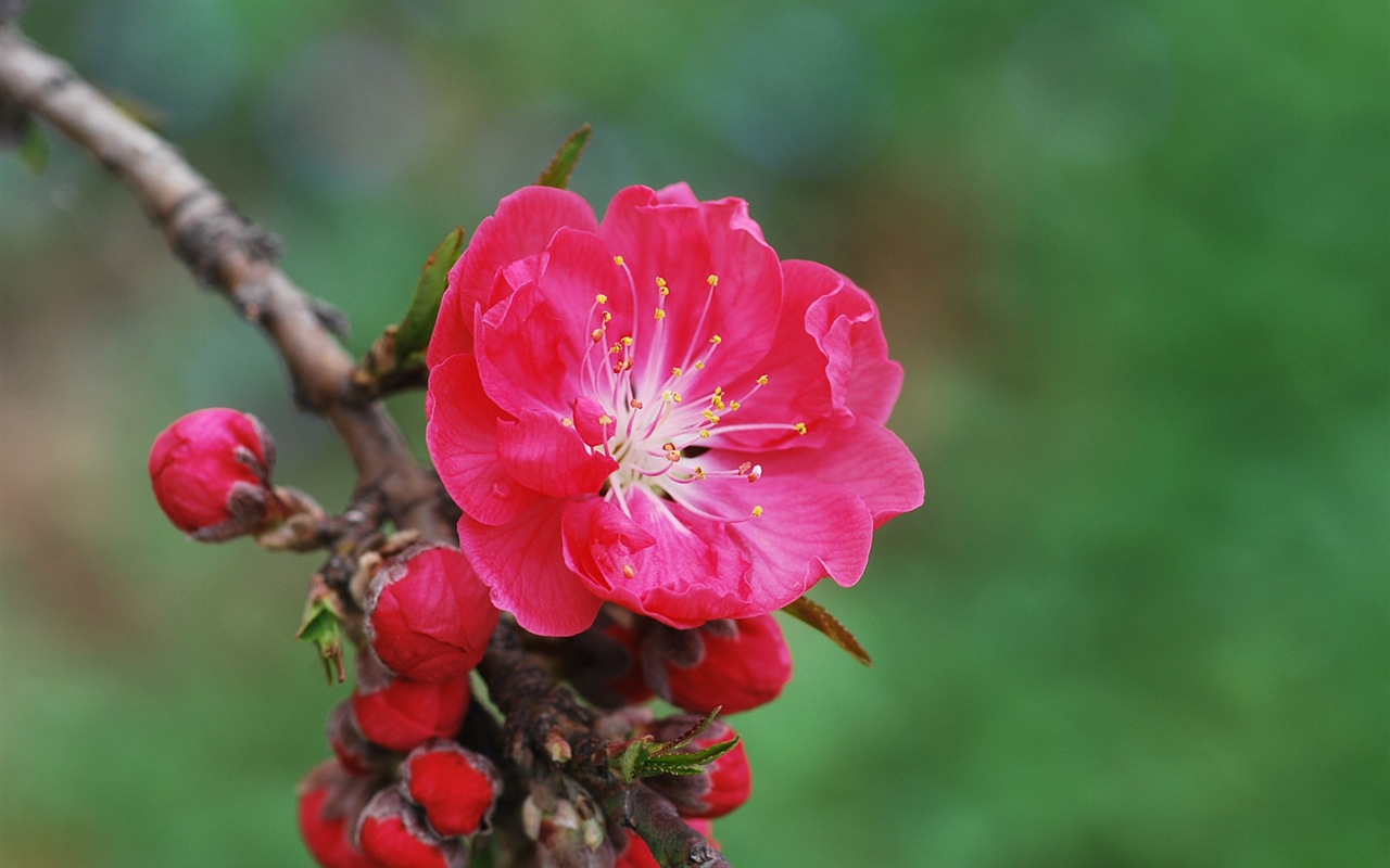 Pink peach flowers HD wallpaper #11 - 1280x800