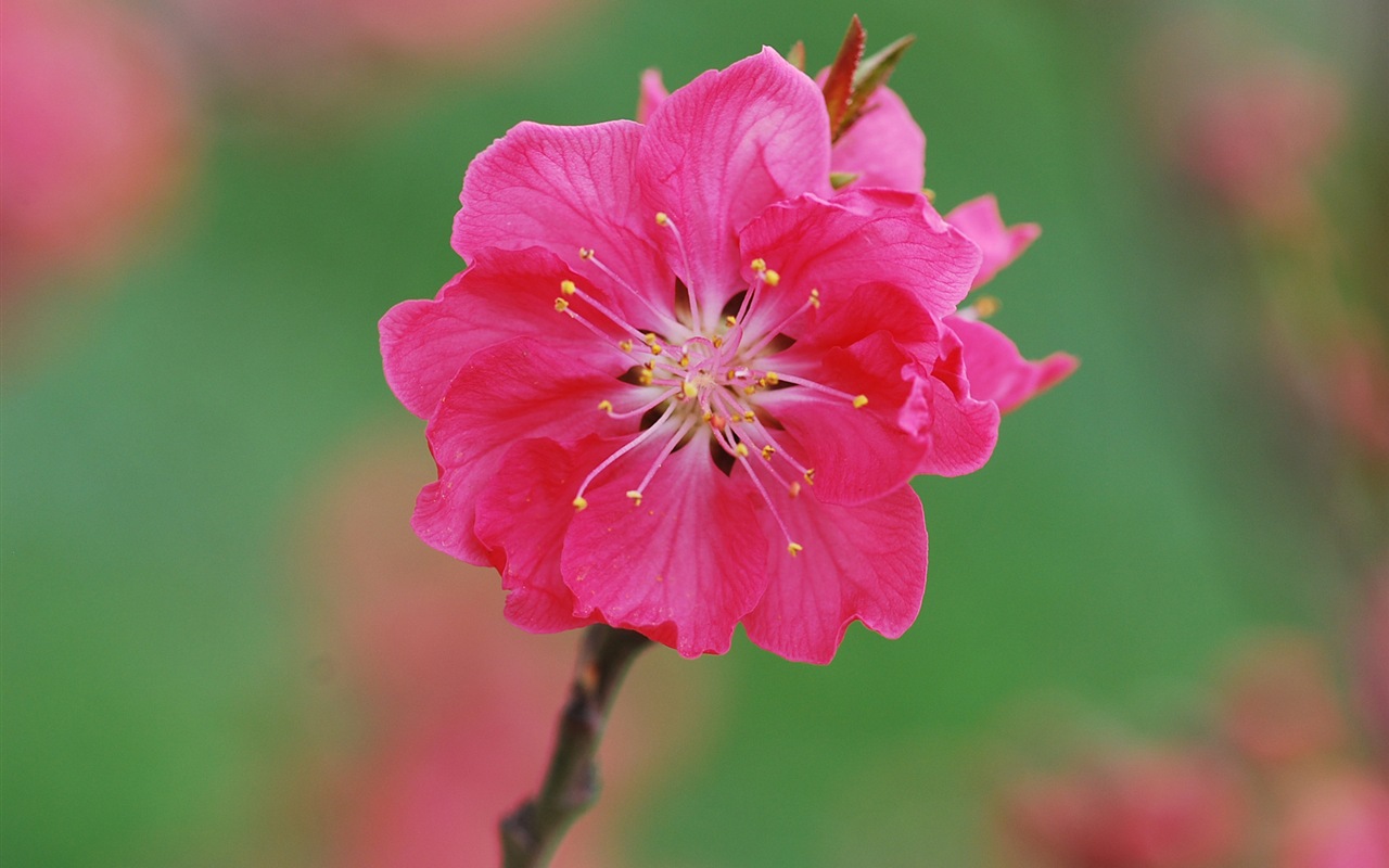 핑크 복숭아 꽃의 HD 벽지 #17 - 1280x800