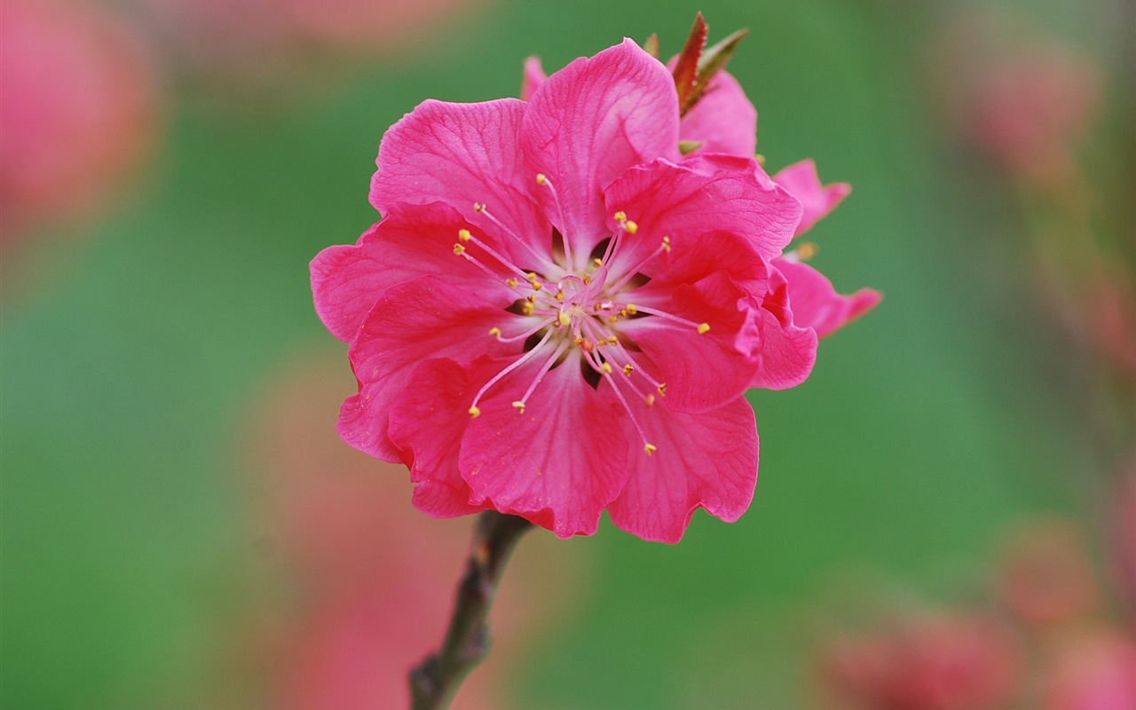 Pink peach flowers HD wallpaper #17 - 1280x800