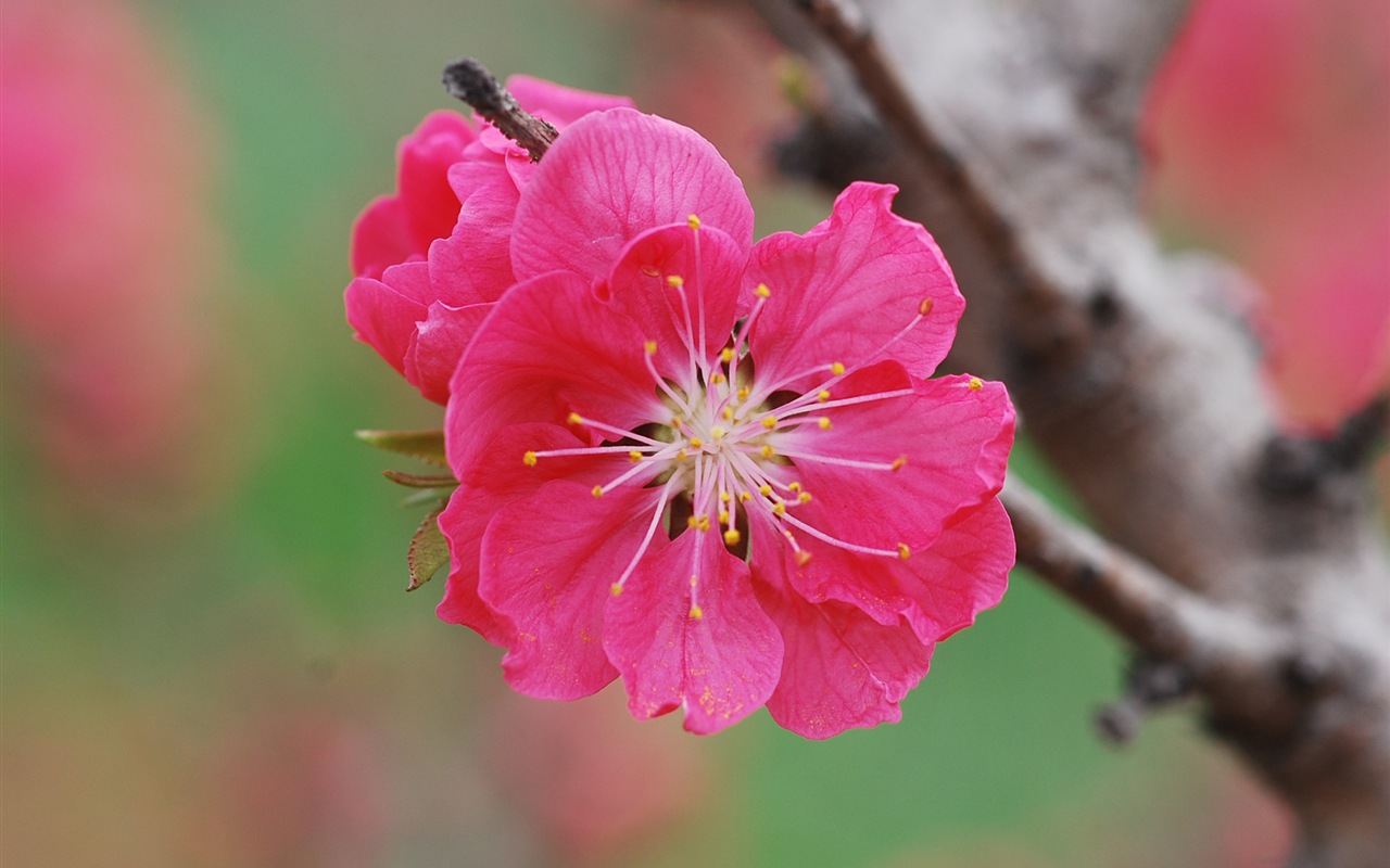 Pink peach flowers HD wallpaper #19 - 1280x800