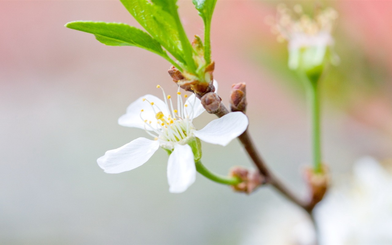 Hazy schönen Blumen HD Wallpaper #2 - 1280x800