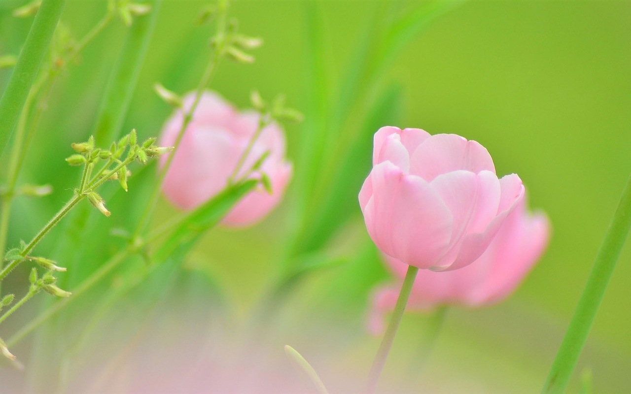 Туманное красивые цветы обои #4 - 1280x800