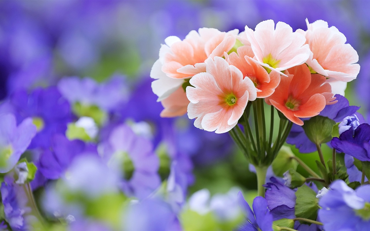 Hazy hermosas flores fondos de escritorio de alta definición #6 - 1280x800