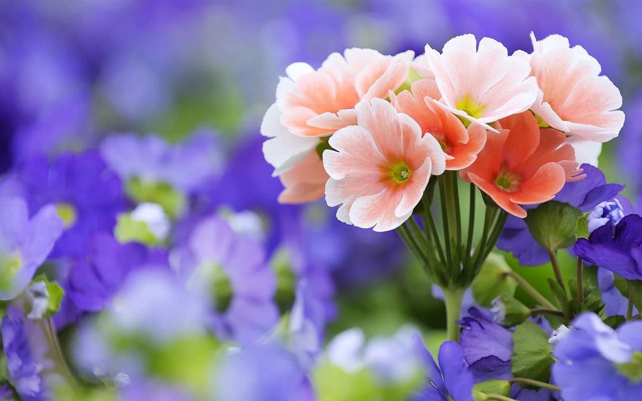 Hazy beautiful flowers HD wallpaper #6 - 1280x800