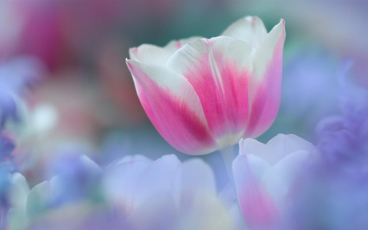 Hazy hermosas flores fondos de escritorio de alta definición #10 - 1280x800