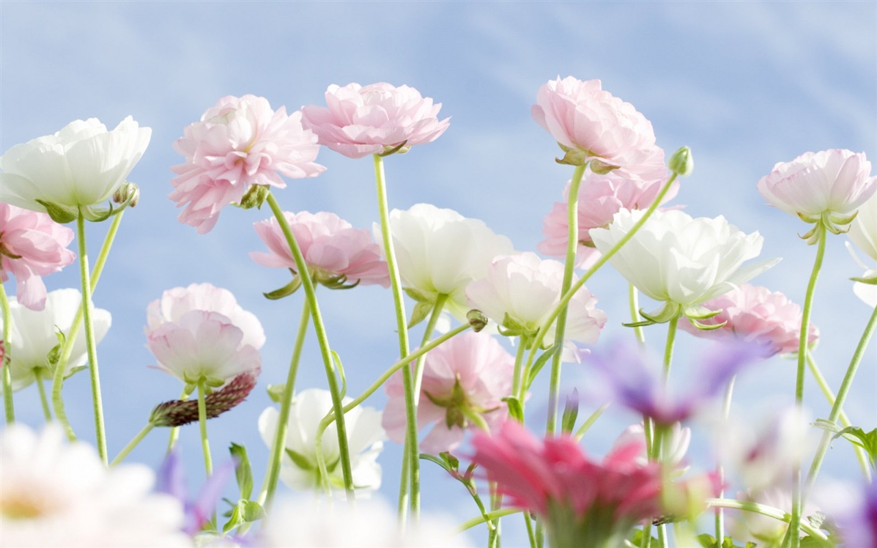 Hazy hermosas flores fondos de escritorio de alta definición #11 - 1280x800