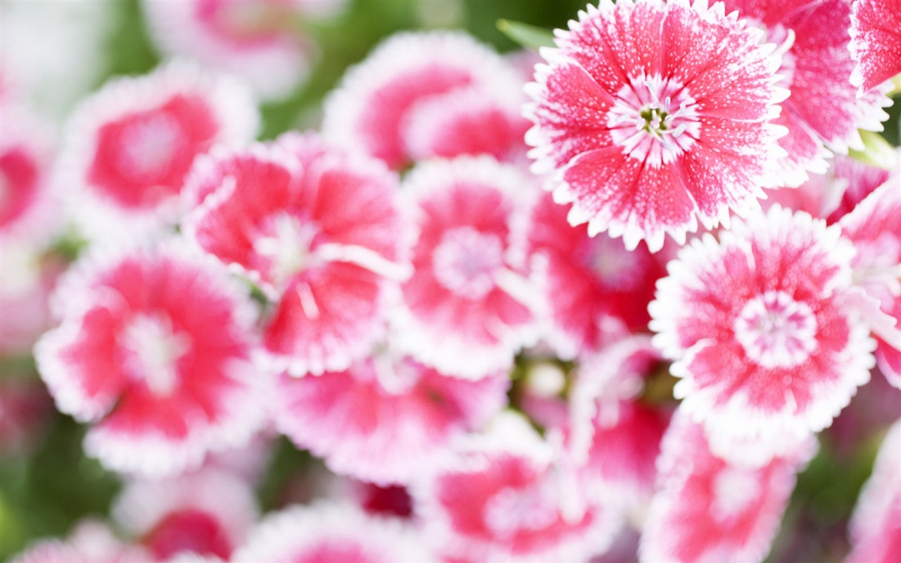 Hazy hermosas flores fondos de escritorio de alta definición #12 - 1280x800