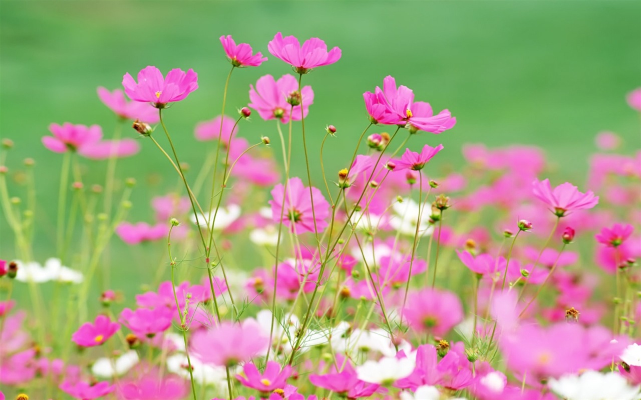 Hazy hermosas flores fondos de escritorio de alta definición #15 - 1280x800