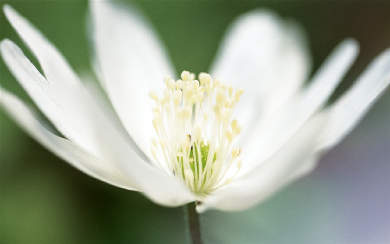 Hazy belles fleurs d'écran HD #16 - 1280x800