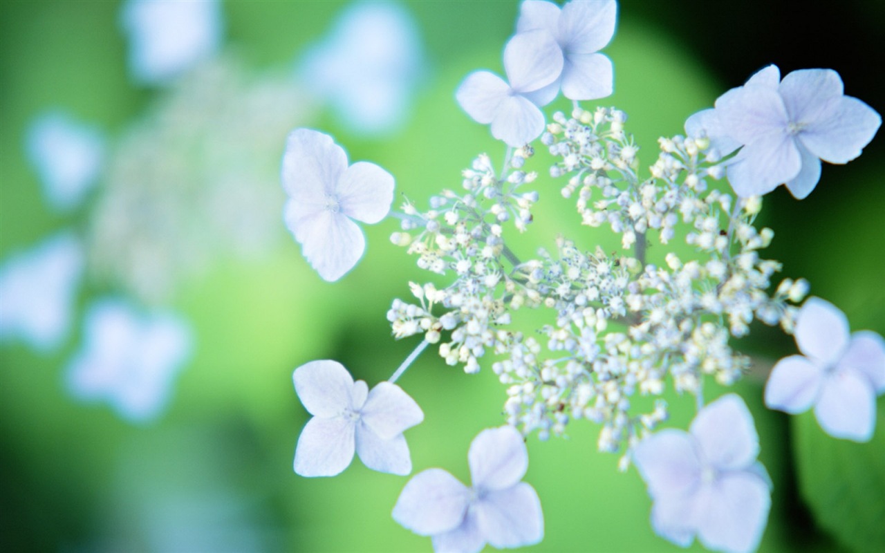 Hazy beautiful flowers HD wallpaper #19 - 1280x800