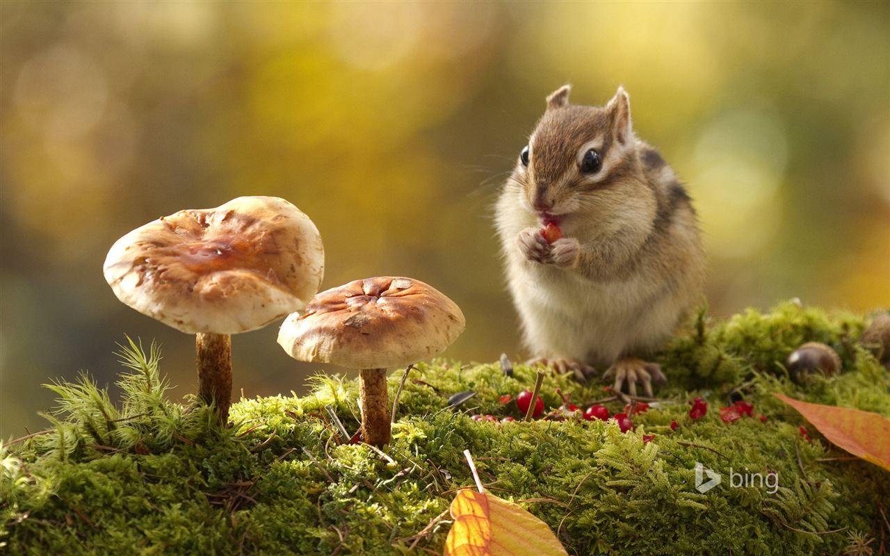 Října 2014 Bing zvíře téma wallpaper #2 - 1280x800