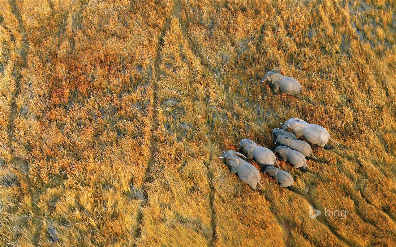 Října 2014 Bing zvíře téma wallpaper #3 - 1280x800