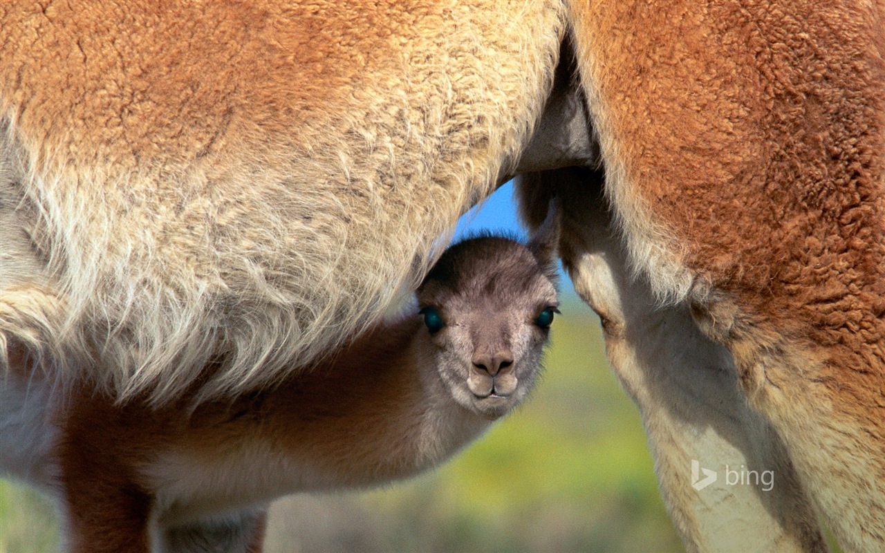 October 2014 Bing animal theme wallpaper #4 - 1280x800