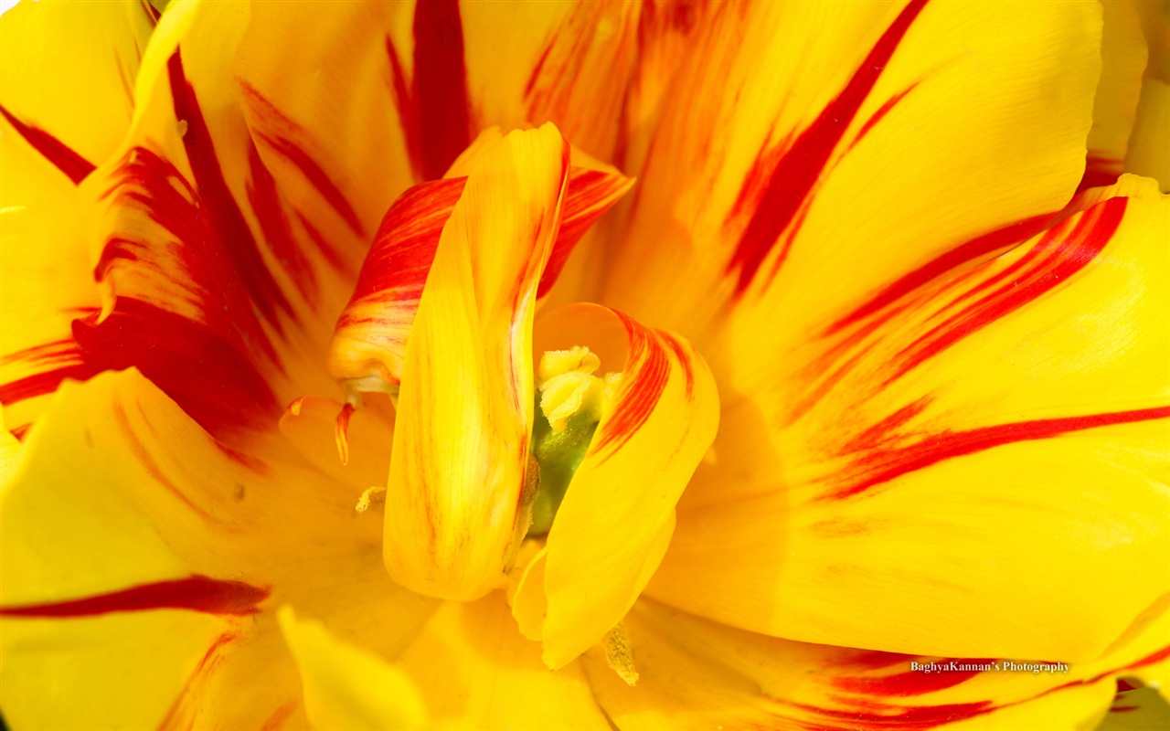 Belles fleurs de tulipes, de Windows 8 fonds d'écran HD à thème #2 - 1280x800