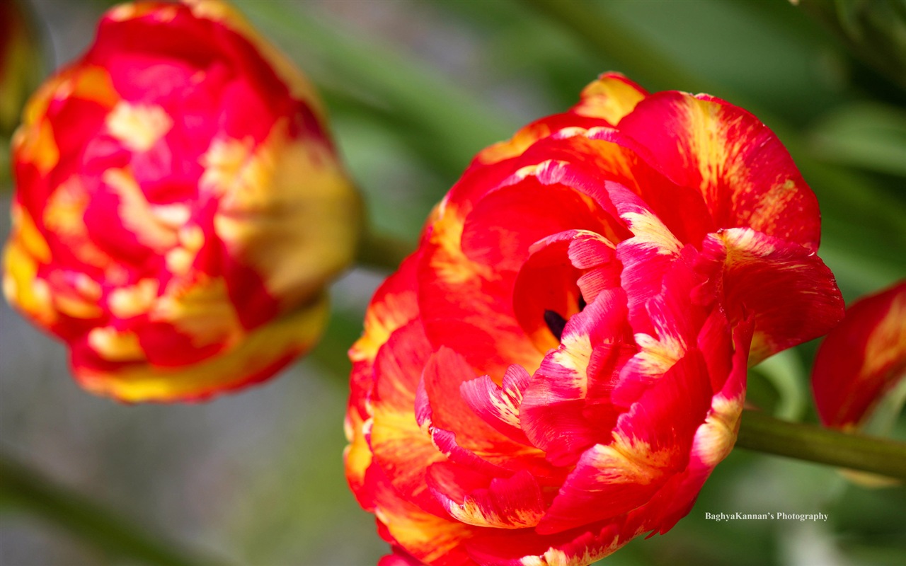 Belles fleurs de tulipes, de Windows 8 fonds d'écran HD à thème #3 - 1280x800
