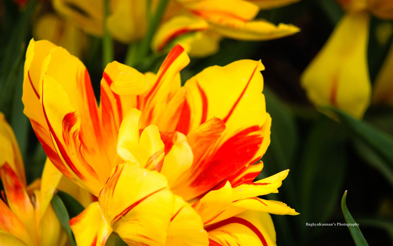 Belles fleurs de tulipes, de Windows 8 fonds d'écran HD à thème #4 - 1280x800