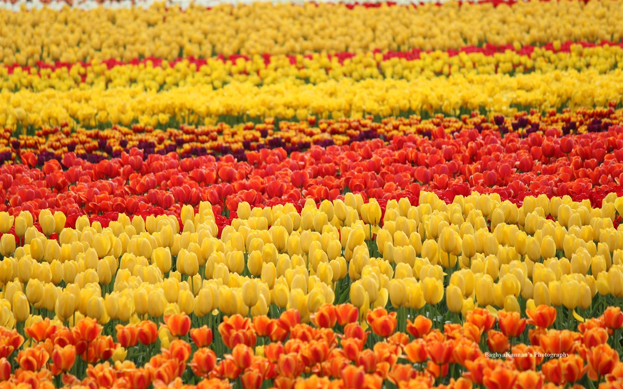 Krásné květy tulipánů, Windows 8 téma HD Tapety na plochu #5 - 1280x800