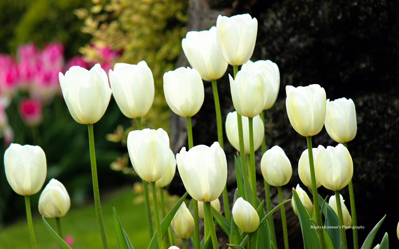 Belles fleurs de tulipes, de Windows 8 fonds d'écran HD à thème #7 - 1280x800