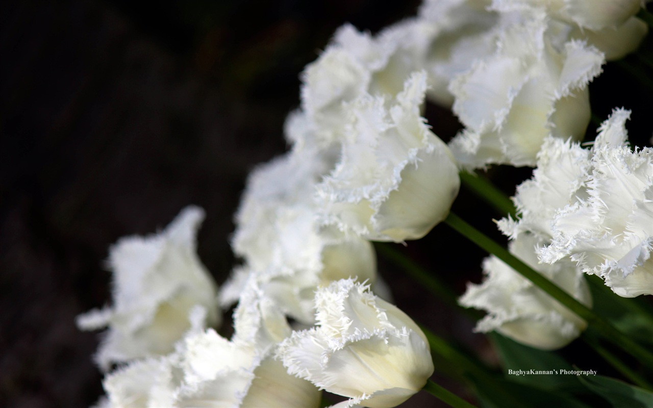 Belles fleurs de tulipes, de Windows 8 fonds d'écran HD à thème #8 - 1280x800