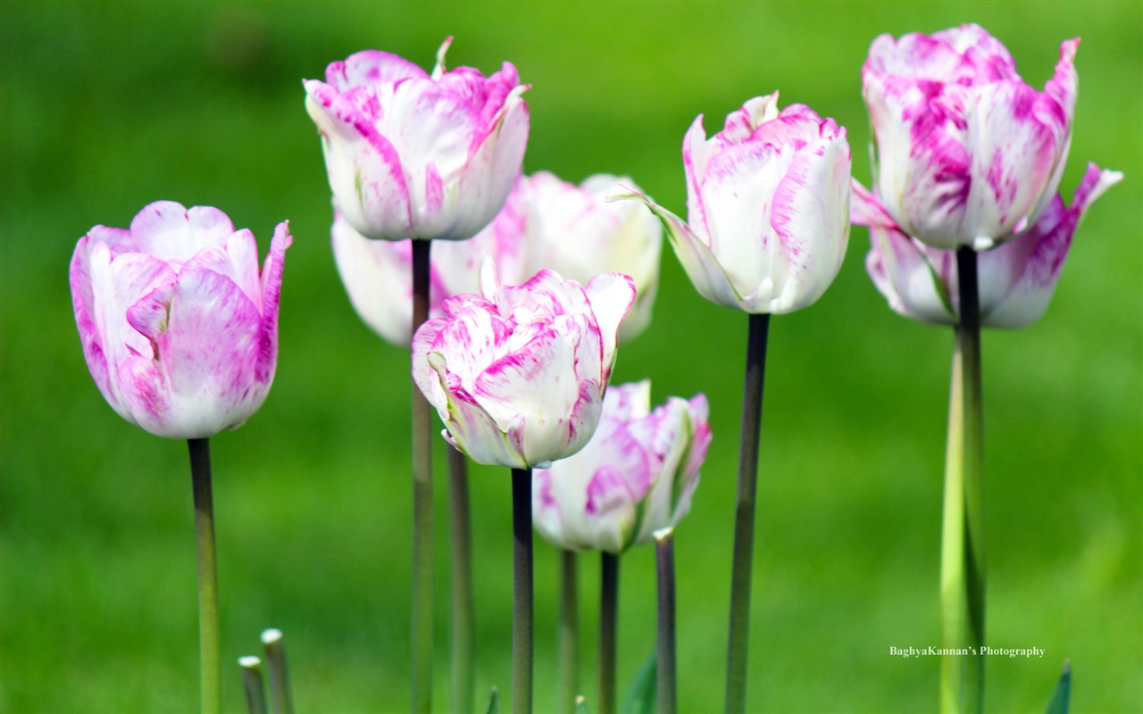 Krásné květy tulipánů, Windows 8 téma HD Tapety na plochu #9 - 1280x800