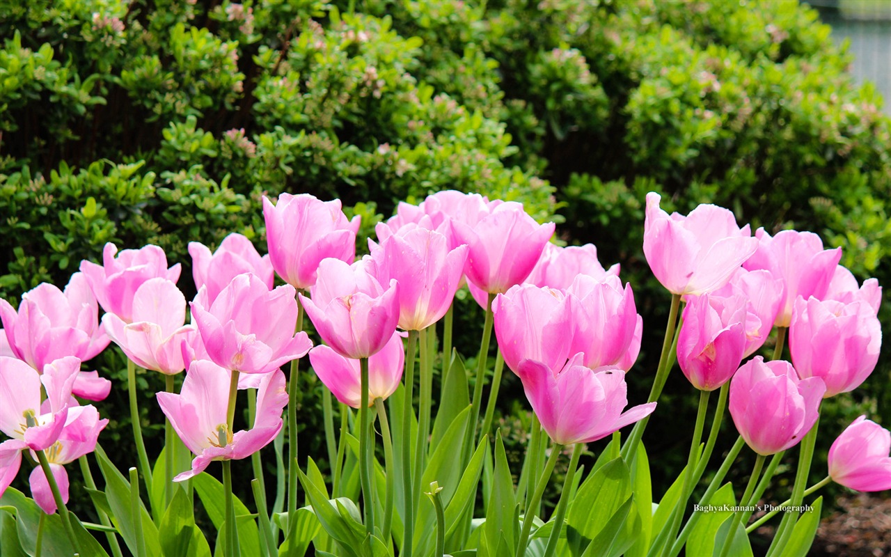 Belles fleurs de tulipes, de Windows 8 fonds d'écran HD à thème #10 - 1280x800