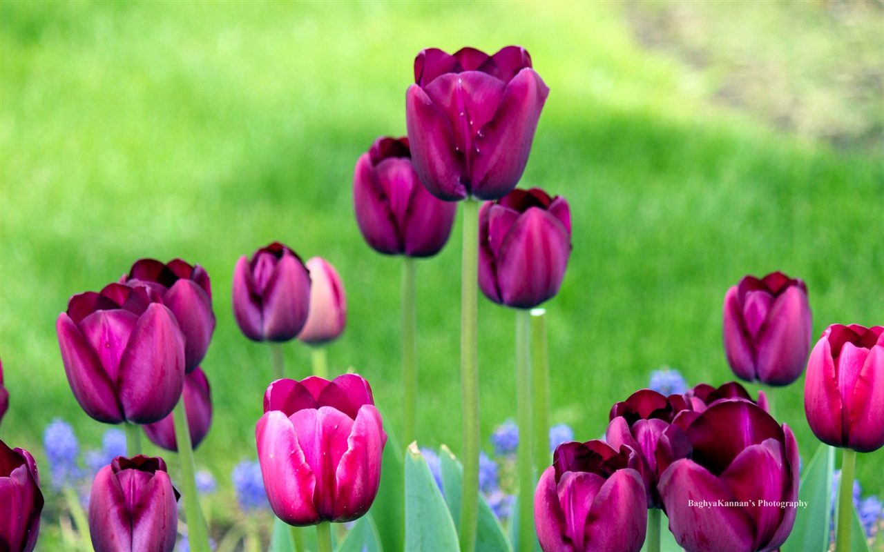 Krásné květy tulipánů, Windows 8 téma HD Tapety na plochu #12 - 1280x800
