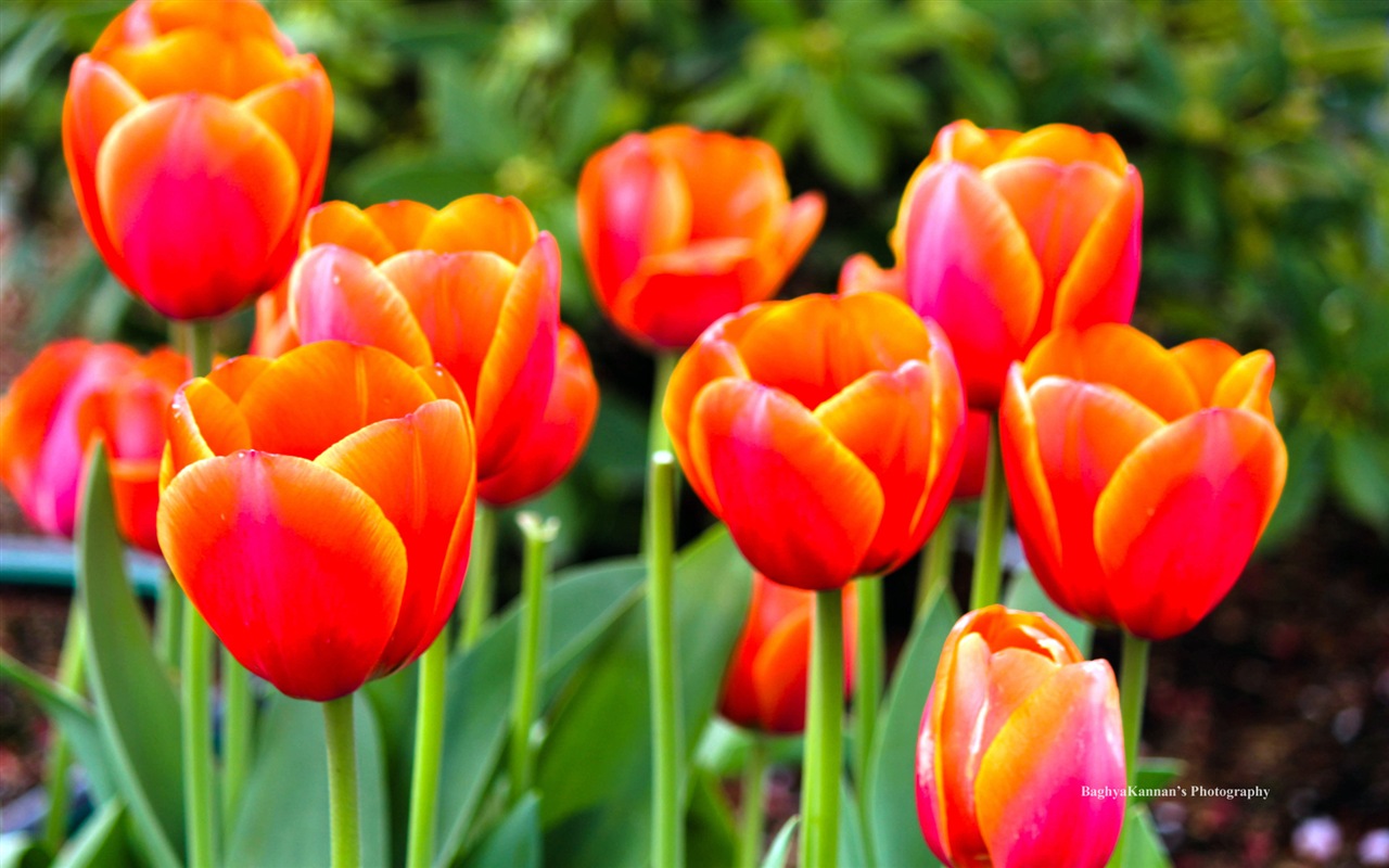 Belles fleurs de tulipes, de Windows 8 fonds d'écran HD à thème #14 - 1280x800