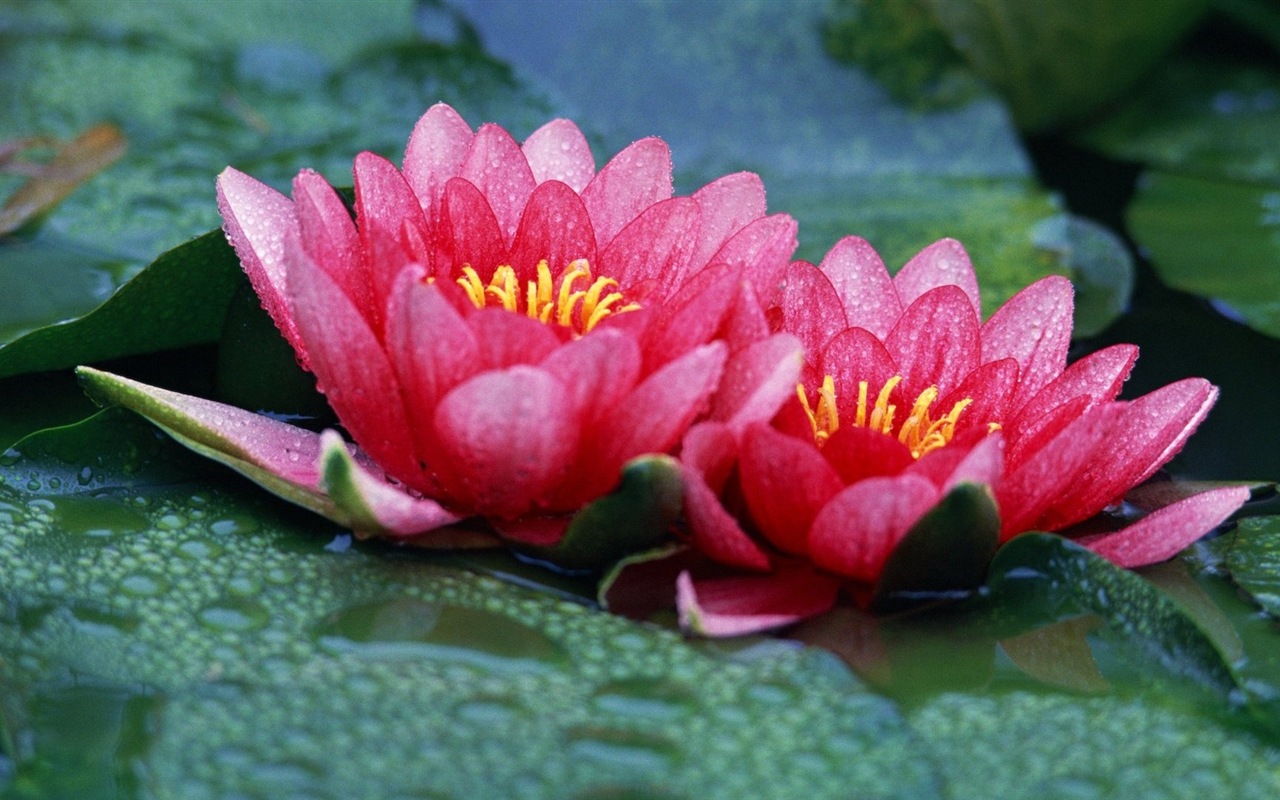 植物與鮮花 清新壁紙 #1 - 1280x800