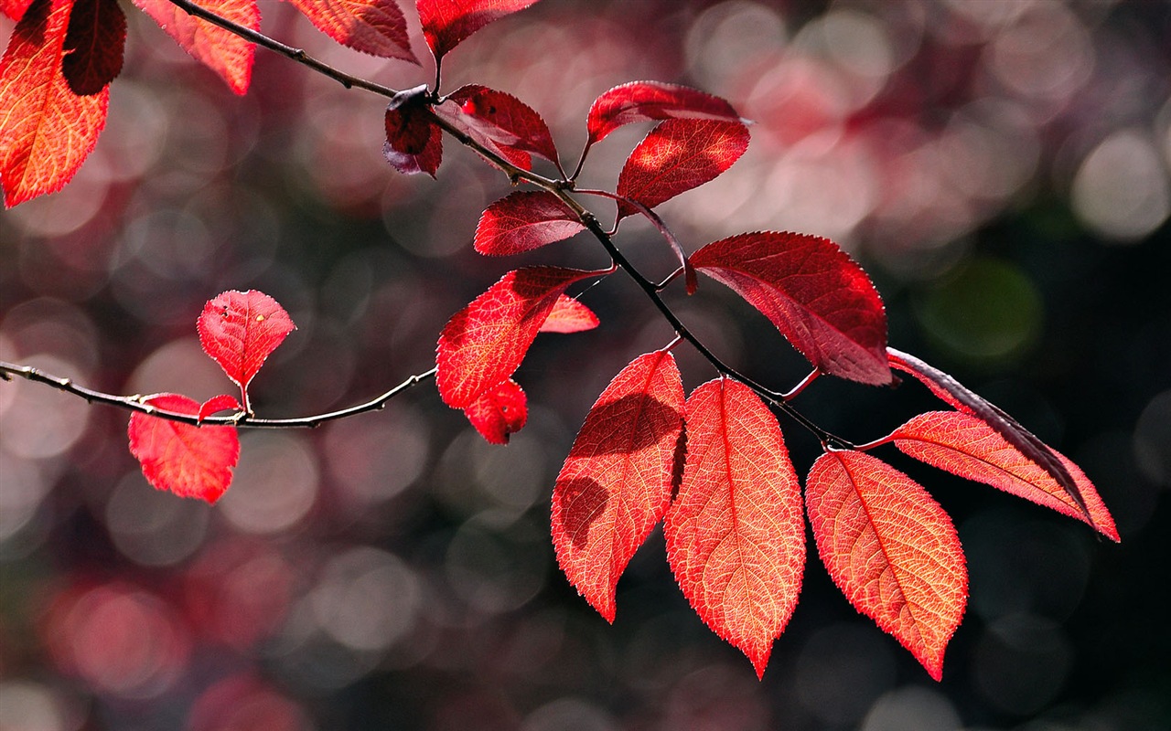 Fresh plants and flowers wallpaper #2 - 1280x800