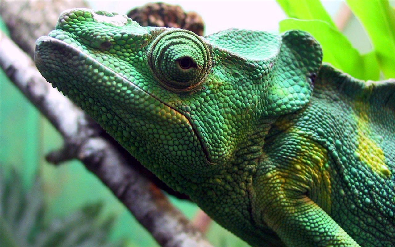 Colorful animal chameleon HD wallpapers #3 - 1280x800