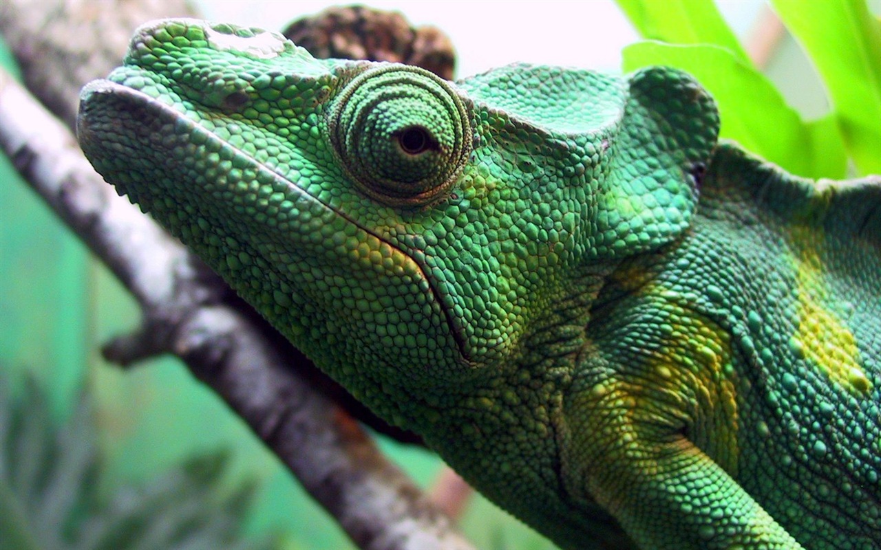 Barevné zvířat chameleon HD tapety na plochu #3 - 1280x800