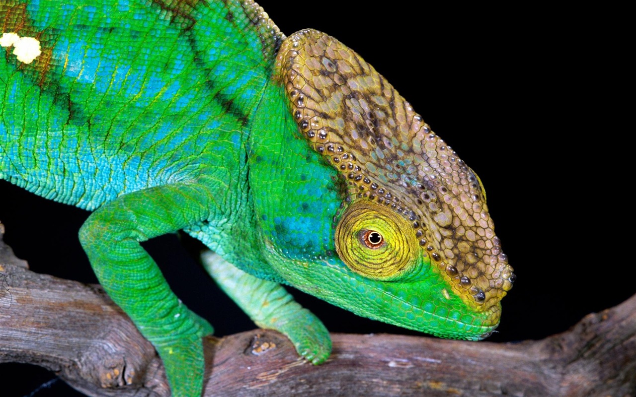 Animaux Fonds d'écran coloré caméléon HD #4 - 1280x800