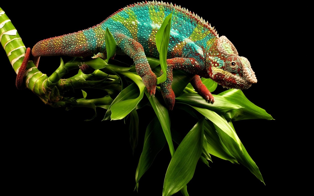 Colorful animal chameleon HD wallpapers #6 - 1280x800