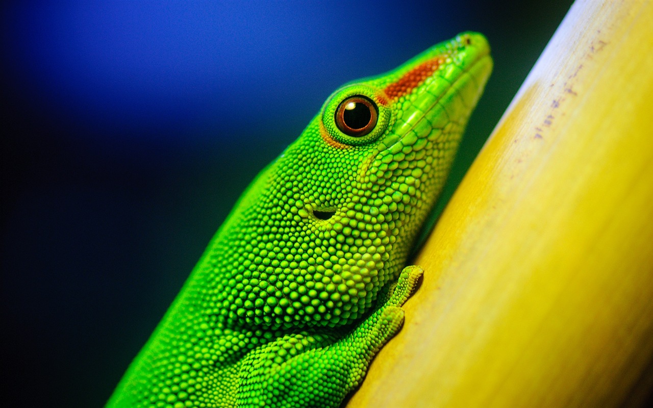 Animaux Fonds d'écran coloré caméléon HD #7 - 1280x800