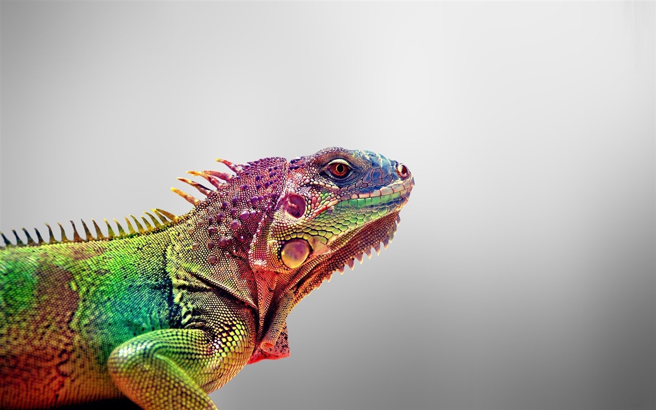 Colorful animal chameleon HD wallpapers #8 - 1280x800